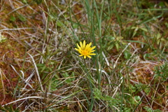 Microseris borealis