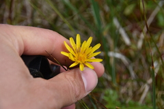 Microseris borealis
