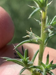 Salsola tragus