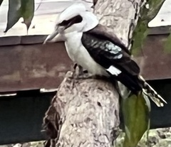 Dacelo novaeguineae novaeguineae