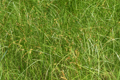 Carex utriculata