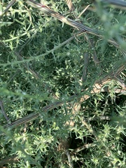 Salsola tragus