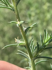 Salsola tragus