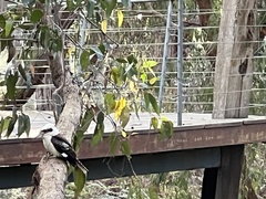 Dacelo novaeguineae novaeguineae