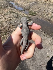 Amphibolurinae