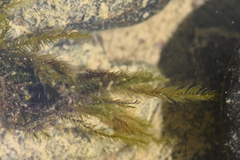 Fontinalis antipyretica