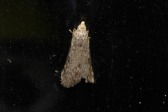 Heteromicta pachytera