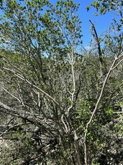 Forestiera reticulata