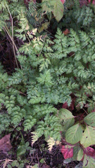 Anthriscus sylvestris