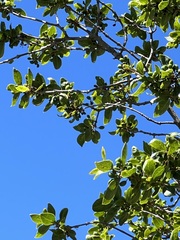 Forestiera reticulata