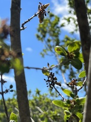 Forestiera reticulata