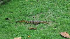Caiman crocodilus fuscus