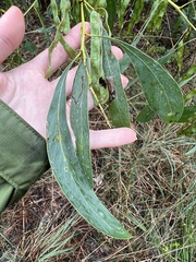 Acacia falcata