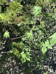 Ipomoea lindheimeri