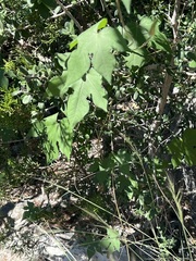 Ipomoea lindheimeri