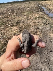 Amphibolurinae