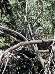 Forestiera reticulata