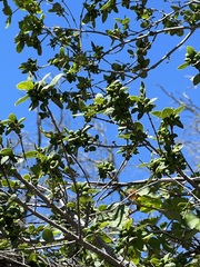 Forestiera reticulata