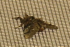 Dasychira obliquata