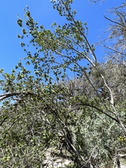 Forestiera reticulata