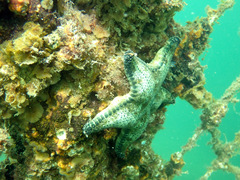 Anthenea sidneyensis