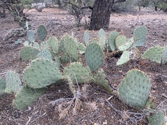 Opuntia engelmannii