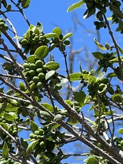 Forestiera reticulata