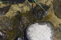 Fontinalis antipyretica