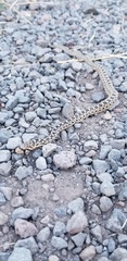 Pituophis catenifer deserticola