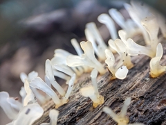 Calocera pallidospathulata