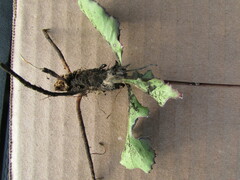 Acourtia scapiformis