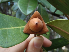 Diospyros rufotomentosa