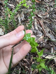 Daviesia umbellulata