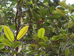 Diospyros rufotomentosa