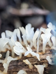 Calocera pallidospathulata