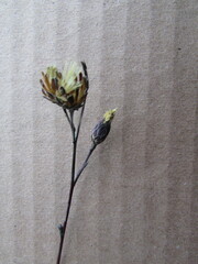 Acourtia scapiformis