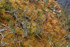 Carex livida
