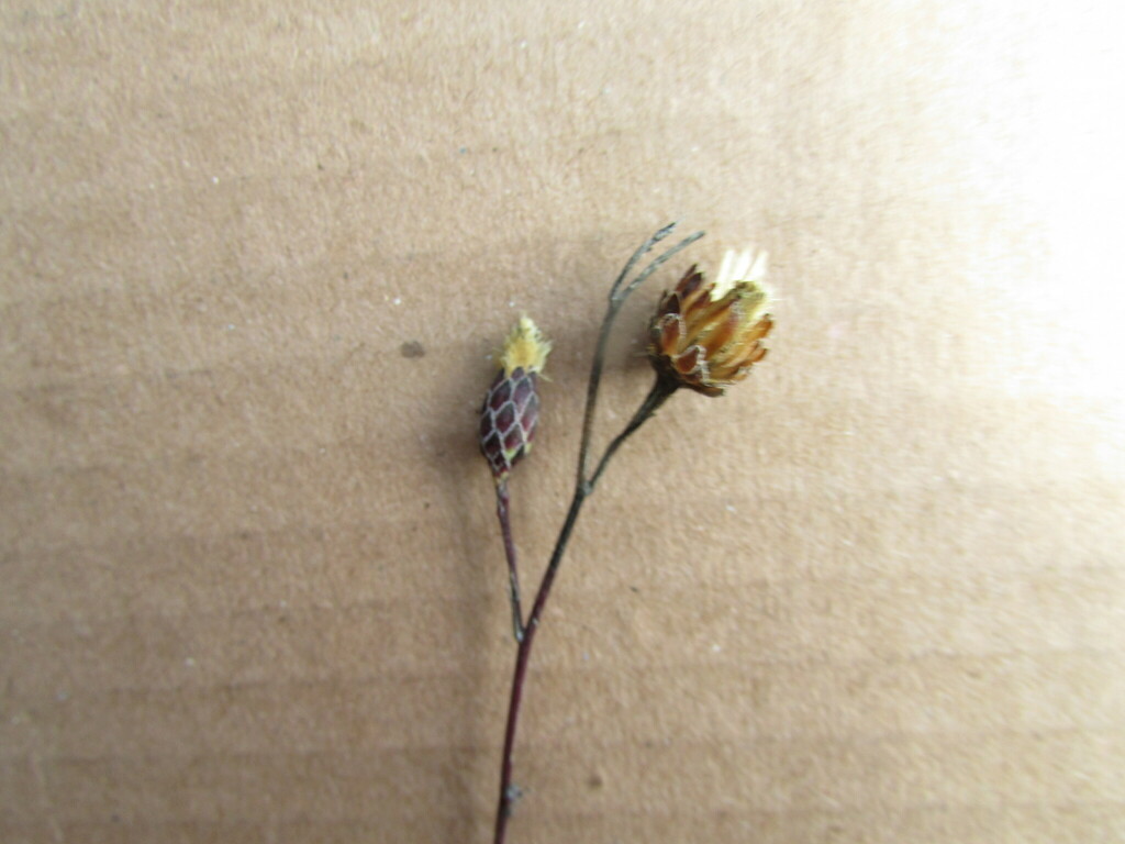 Acourtia scapiformis