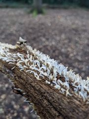 Calocera pallidospathulata