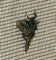 Dasychira obliquata