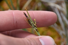 Carex livida