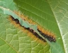 Lophocampa argentata