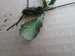 Acourtia scapiformis