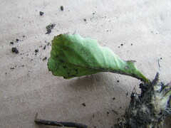 Acourtia scapiformis