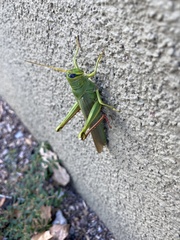 Schistocerca shoshone