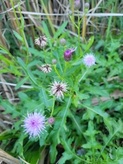 Cirsium arvense