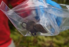 Sorex arcticus
