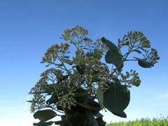 Ageratina tomentella