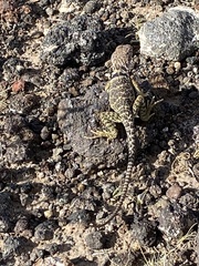 Crotaphytus collaris