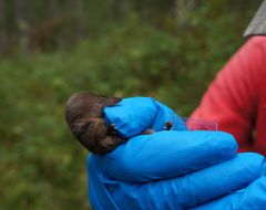 Sorex arcticus